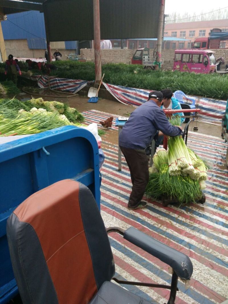 丰沛县产区新鲜白帽蒜苔万亩基地蒜薹直销诚信代办上货快