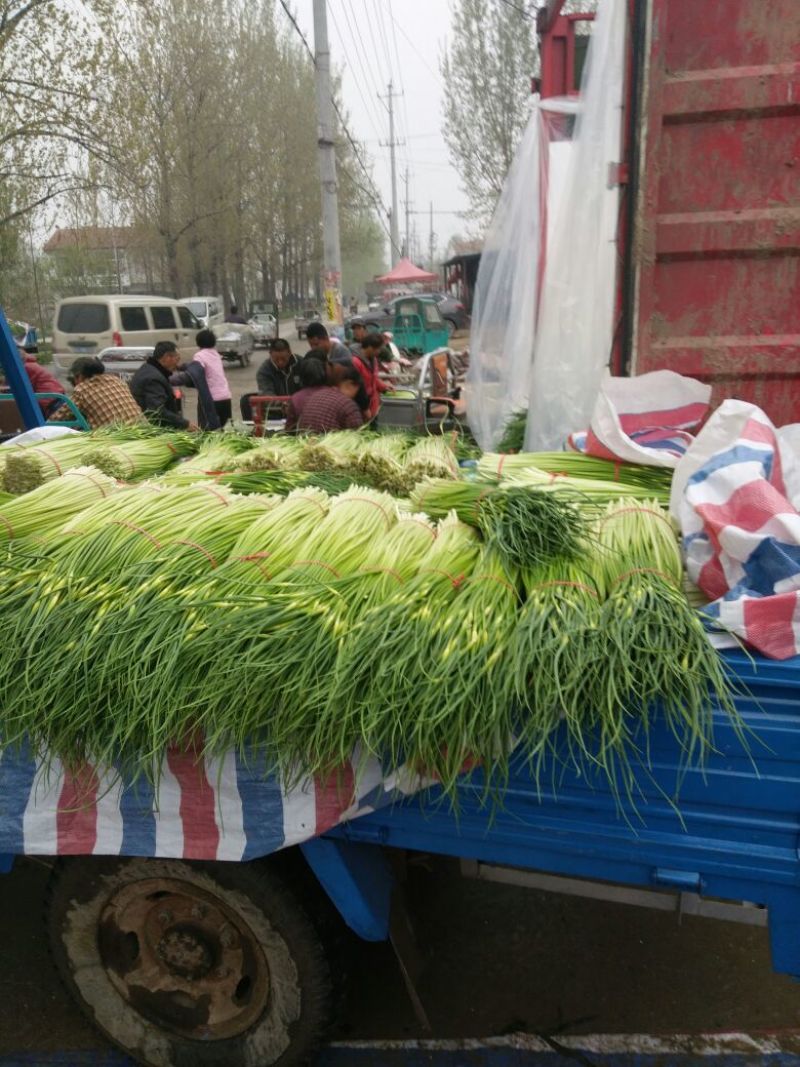 丰沛县产区新鲜白帽蒜苔万亩基地蒜薹直销诚信代办上货快