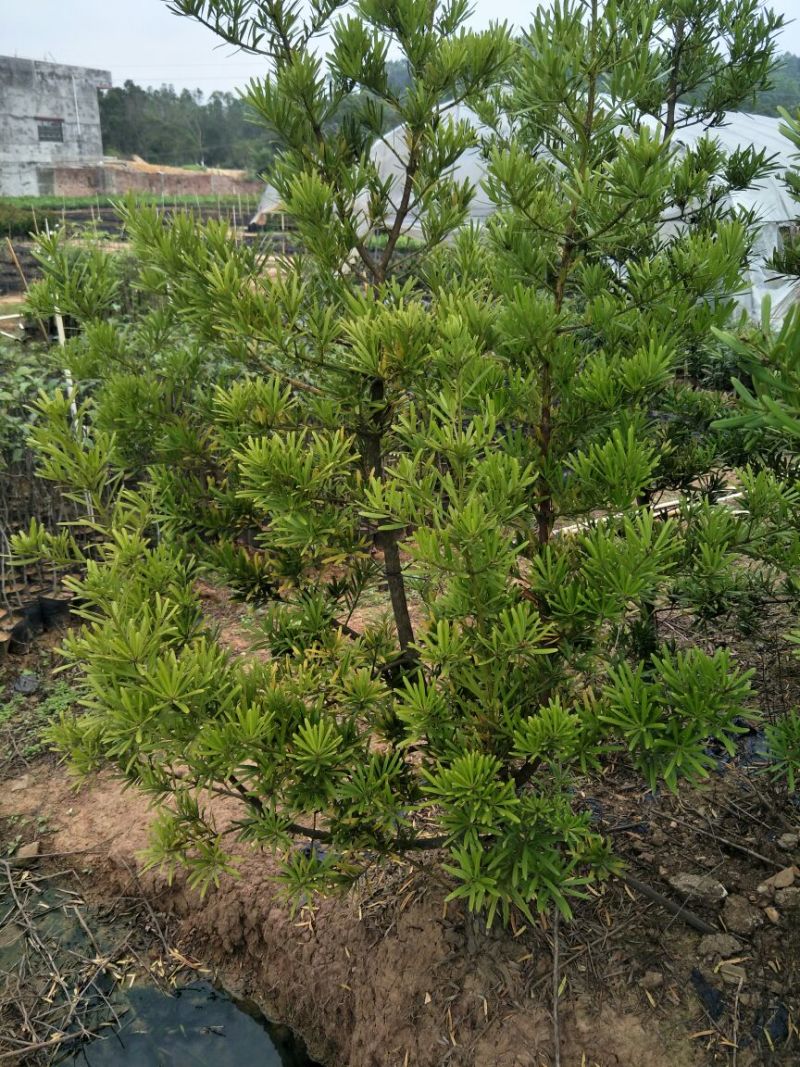 罗汉松2~4cm12~14cm1.5~2米