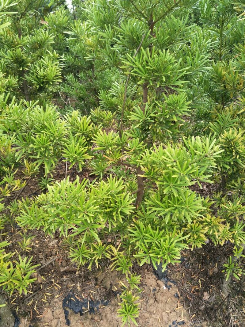 罗汉松2~4cm12~14cm1.5~2米