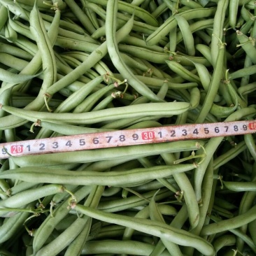 豆角8~15厘米，山西雁北蔬菜市场