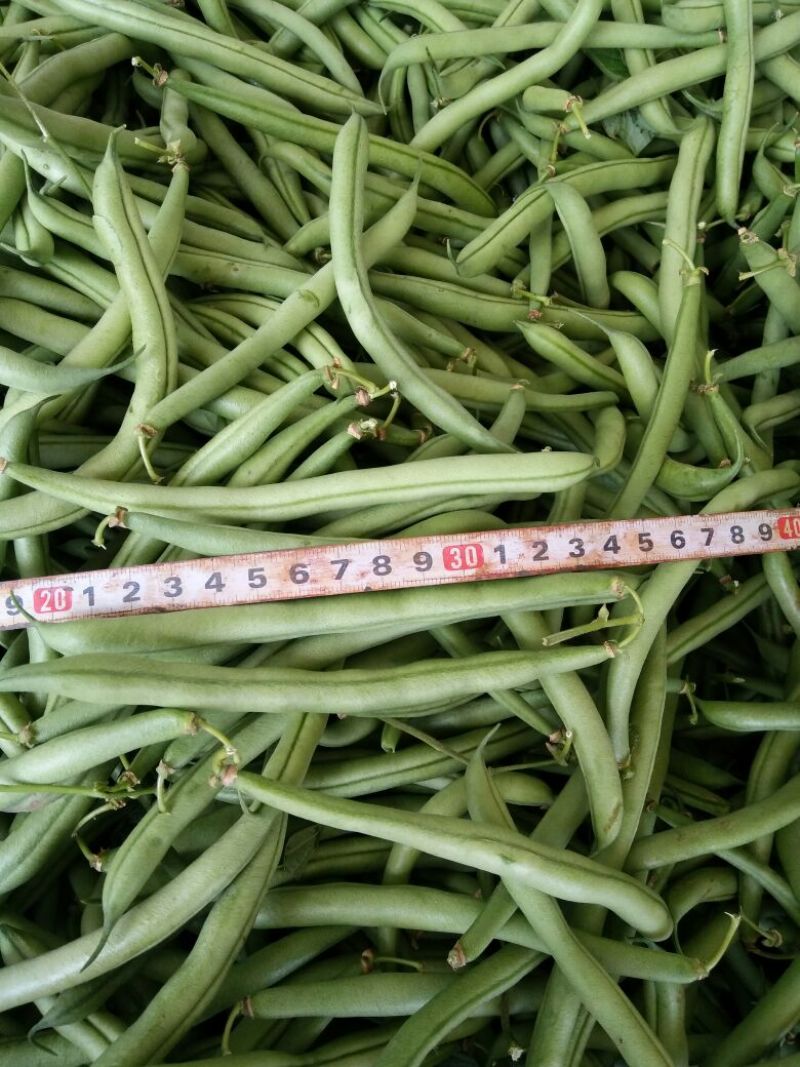豆角8~15厘米，山西雁北蔬菜市场