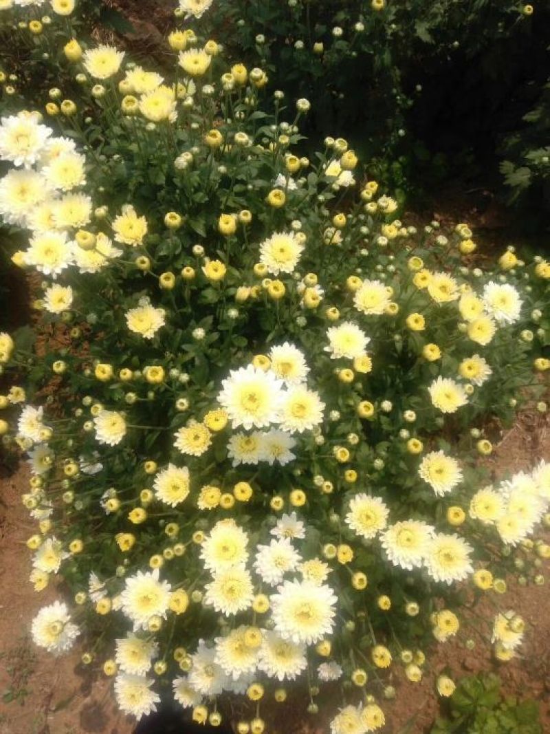 菊花苗北京菊菊花小苗高产量易管理