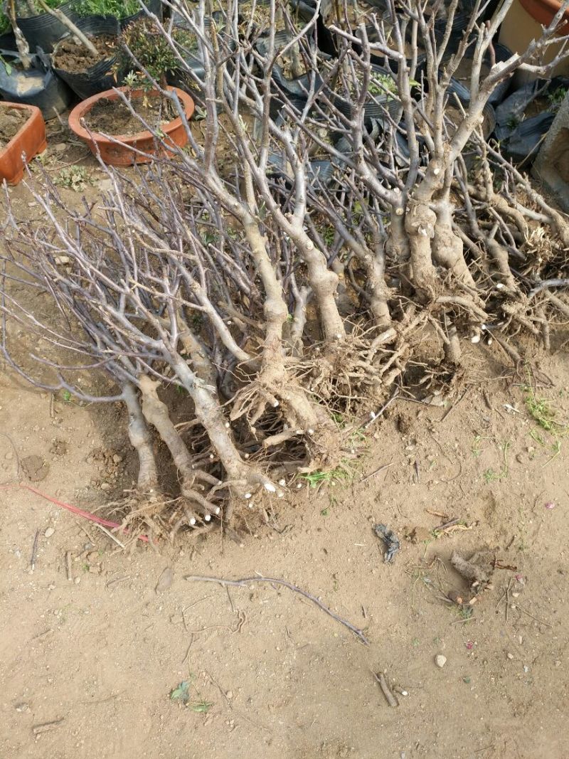 苹果树盆景20~30cm