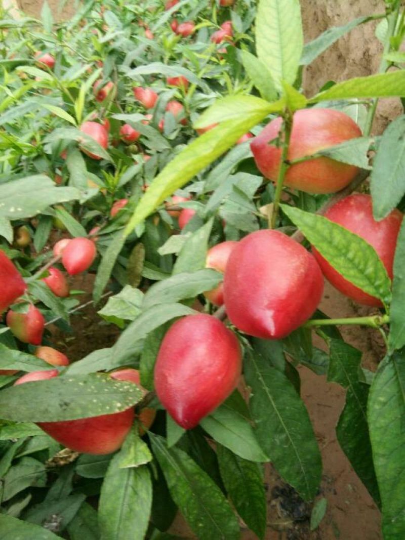 冠县中油5号油桃，支持电商发货，价格合理，诚信为本