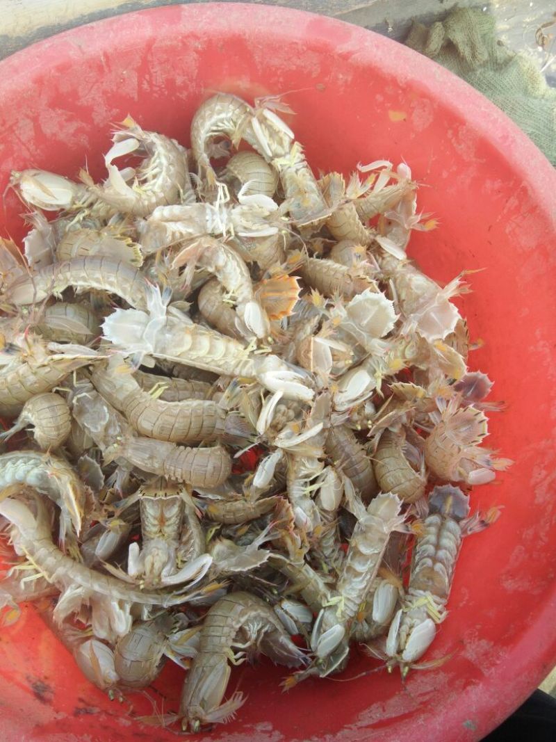 皮皮虾活虾