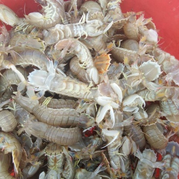 皮皮虾活虾