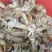 皮皮虾活虾