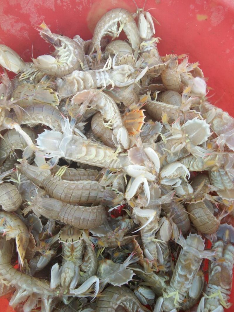 皮皮虾活虾