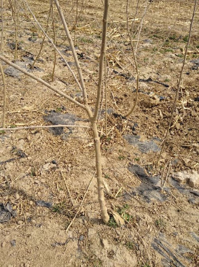 果桑苗120~140cm