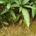 芒果苗1m以下