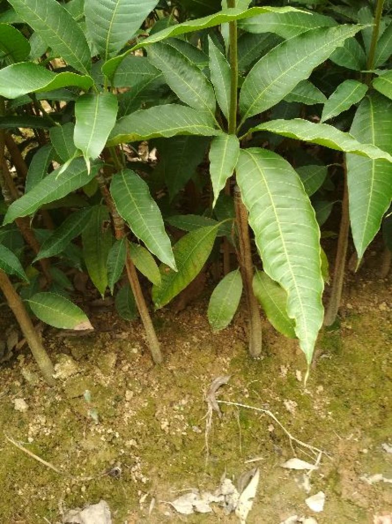 芒果苗1m以下