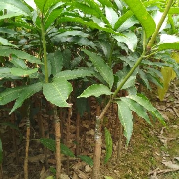 芒果苗1m以下