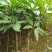 芒果苗1m以下