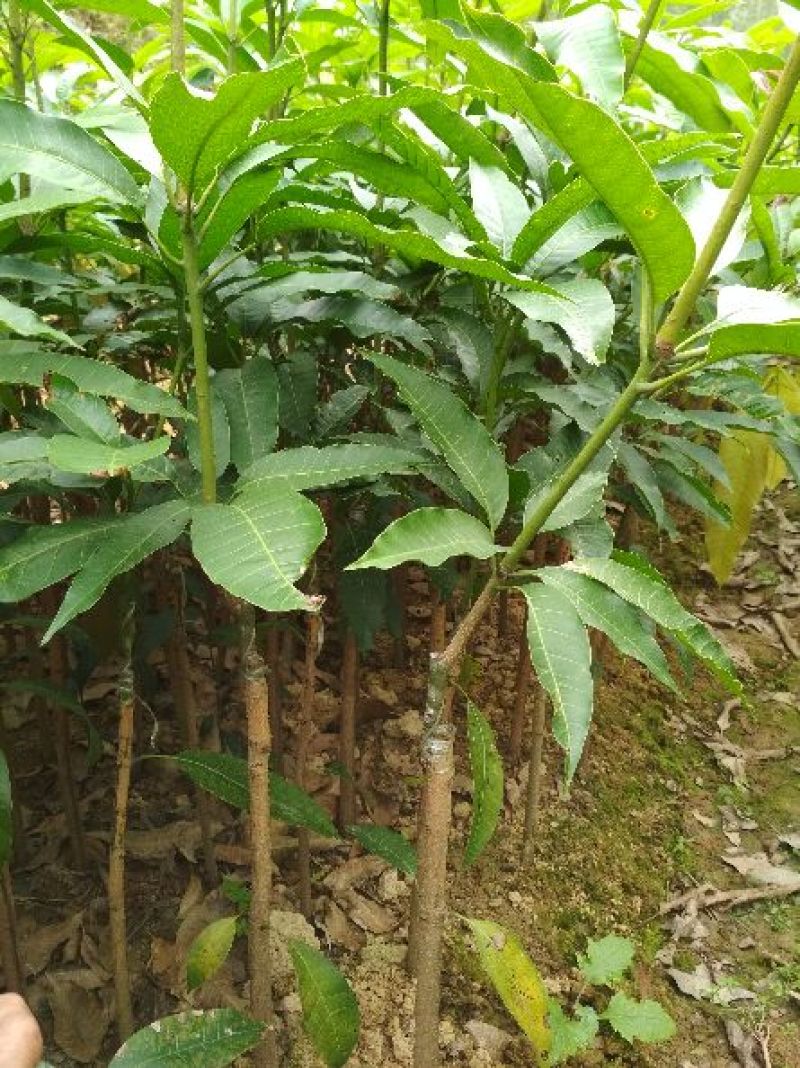 芒果苗1m以下