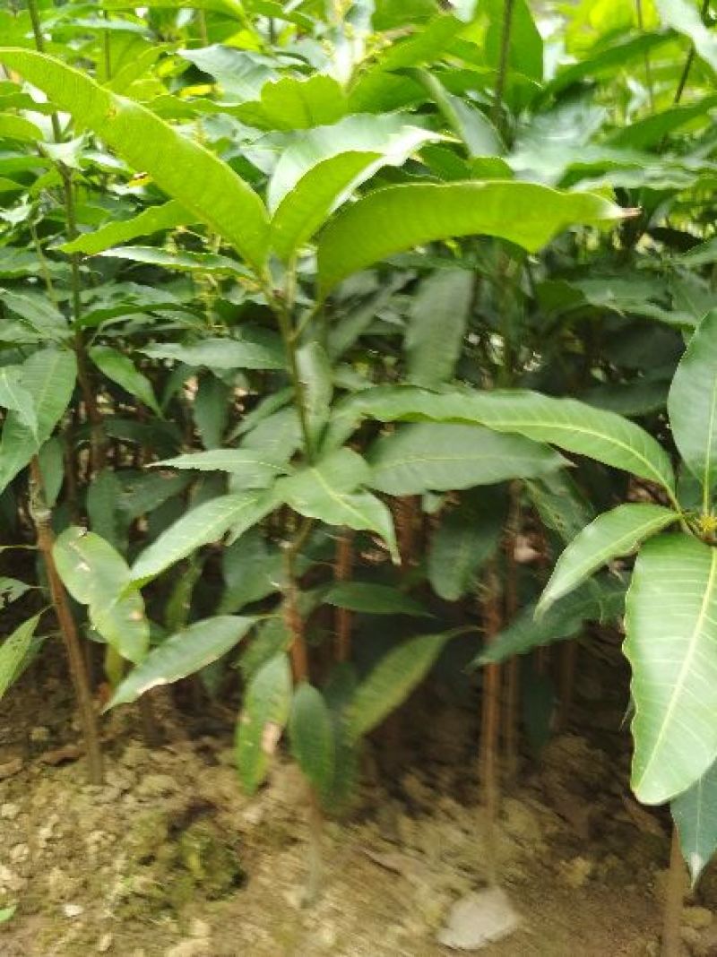 芒果苗1m以下