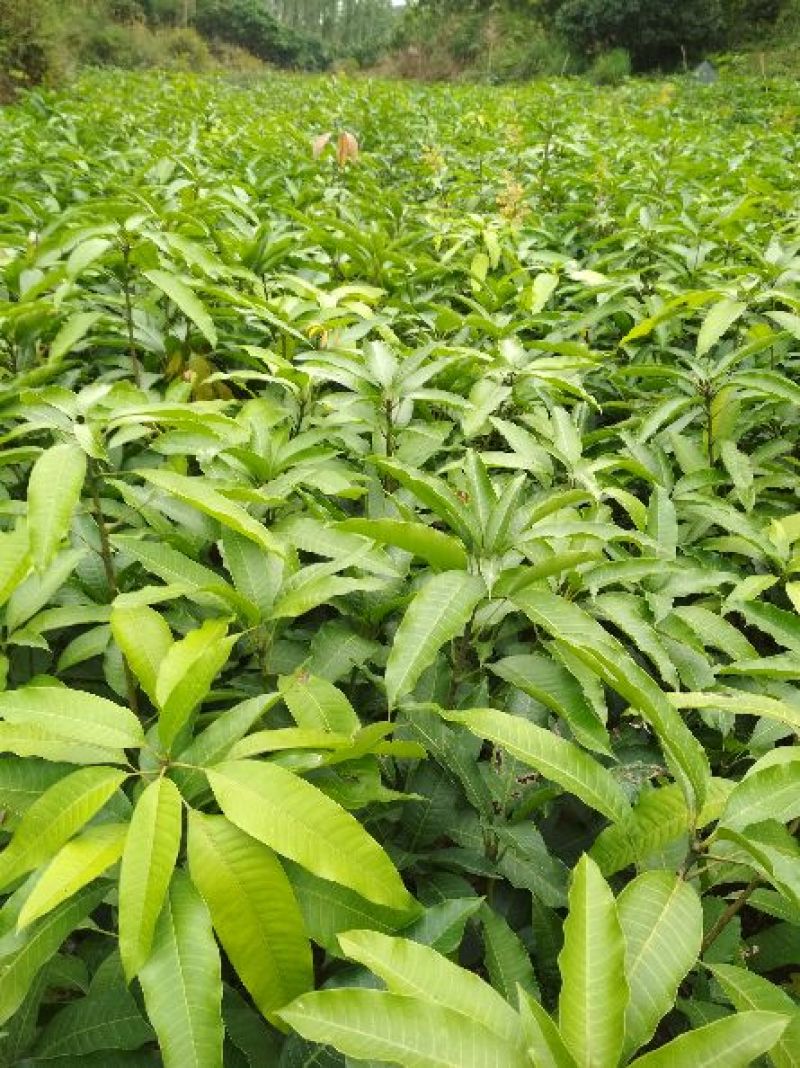 芒果苗1m以下