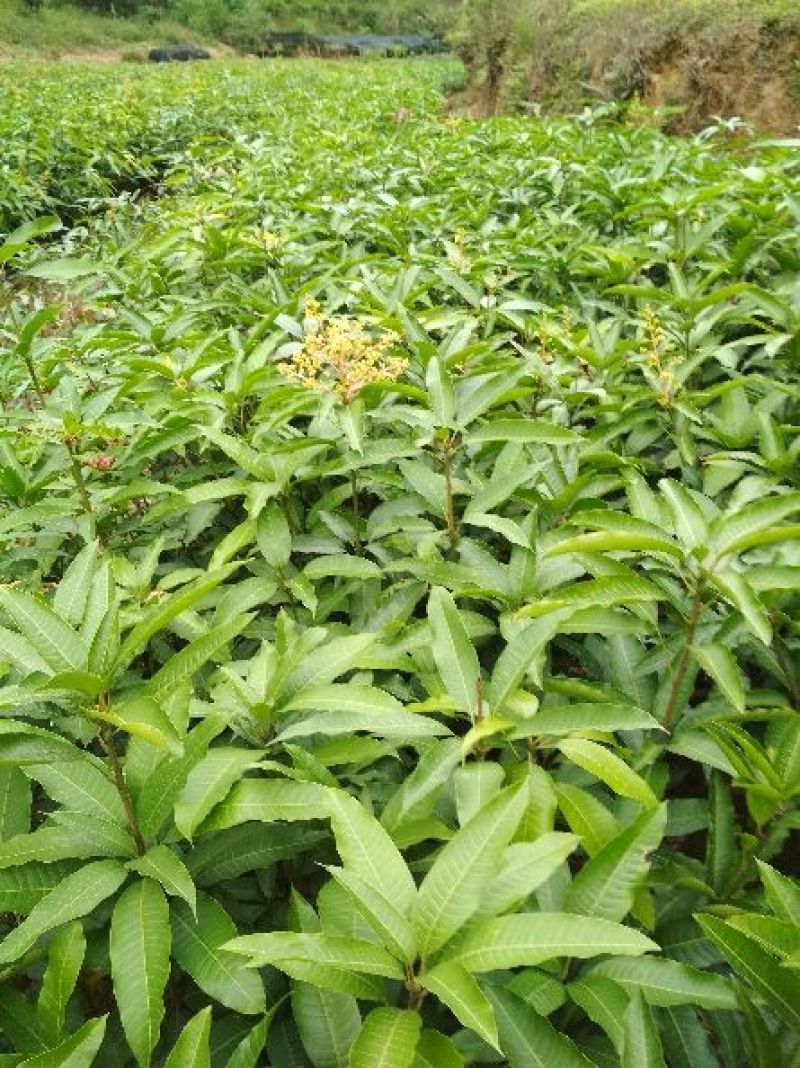 芒果苗1m以下