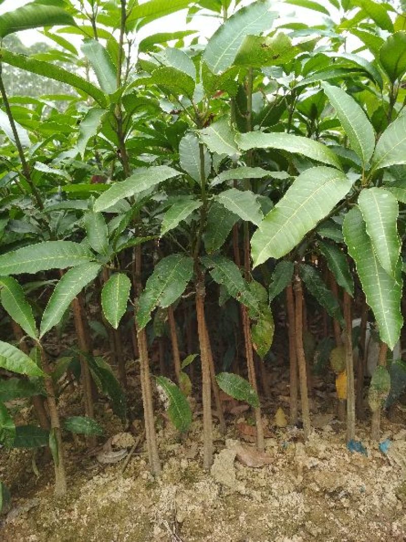 芒果苗1m以下