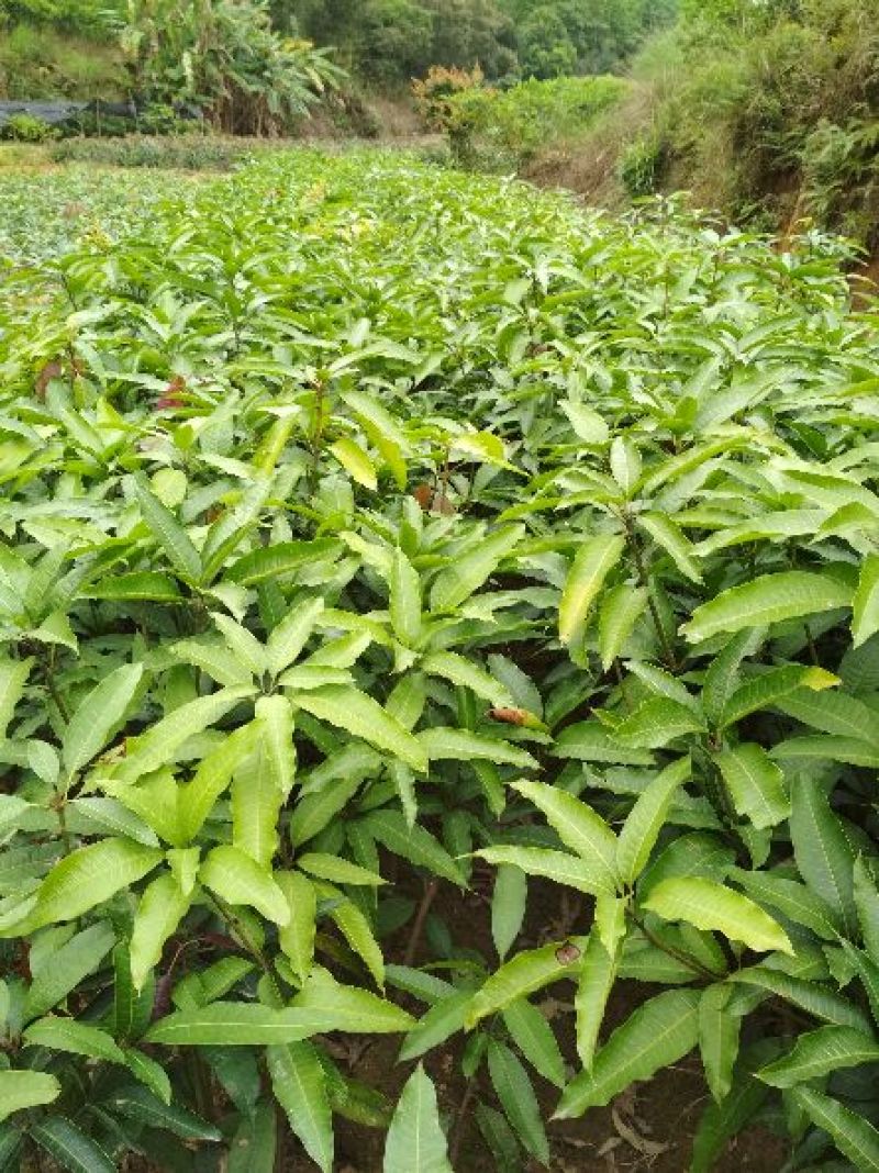 芒果苗1m以下