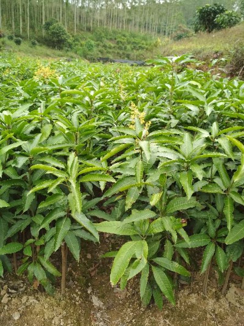 芒果苗1m以下