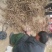 泡桐河南货源5年成材速生泡桐树生长速度快