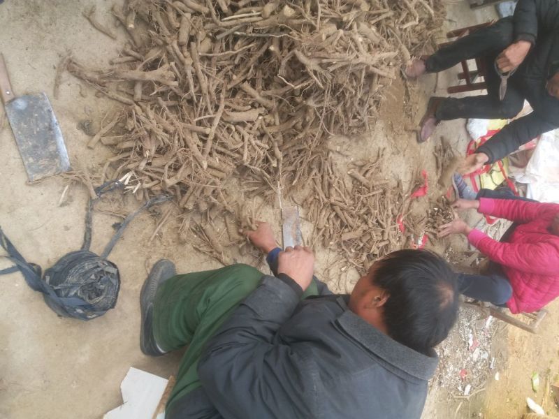 泡桐河南货源5年成材速生泡桐树生长速度快