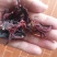 玫瑰茄玫瑰茄，洛神花