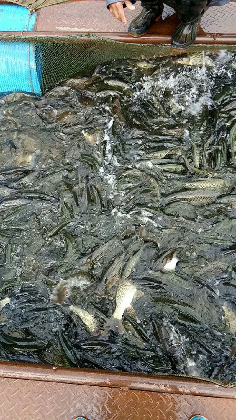 金草鱼1.5~3公斤人工养殖食用活鱼