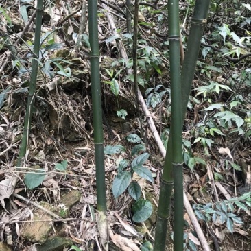 苦竹4~5m