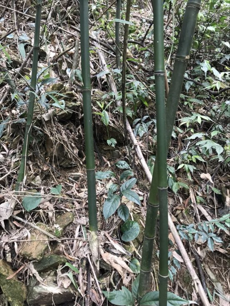 苦竹4~5m