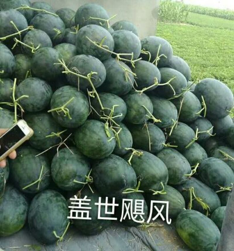 盖世飓风西瓜种子50克/袋