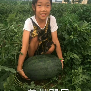 盖世飓风西瓜种子50克/袋