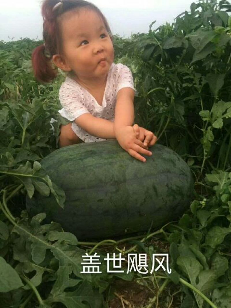 盖世飓风西瓜种子50克/袋