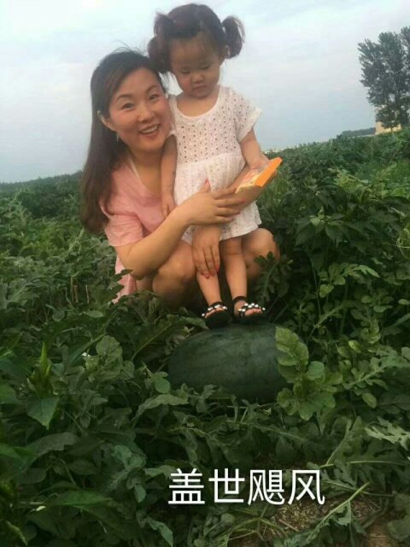 盖世飓风西瓜种子50克/袋
