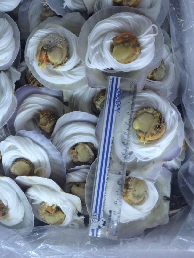 粉丝贝，黄金粉丝贝厂家直销产品扇贝，生蚝