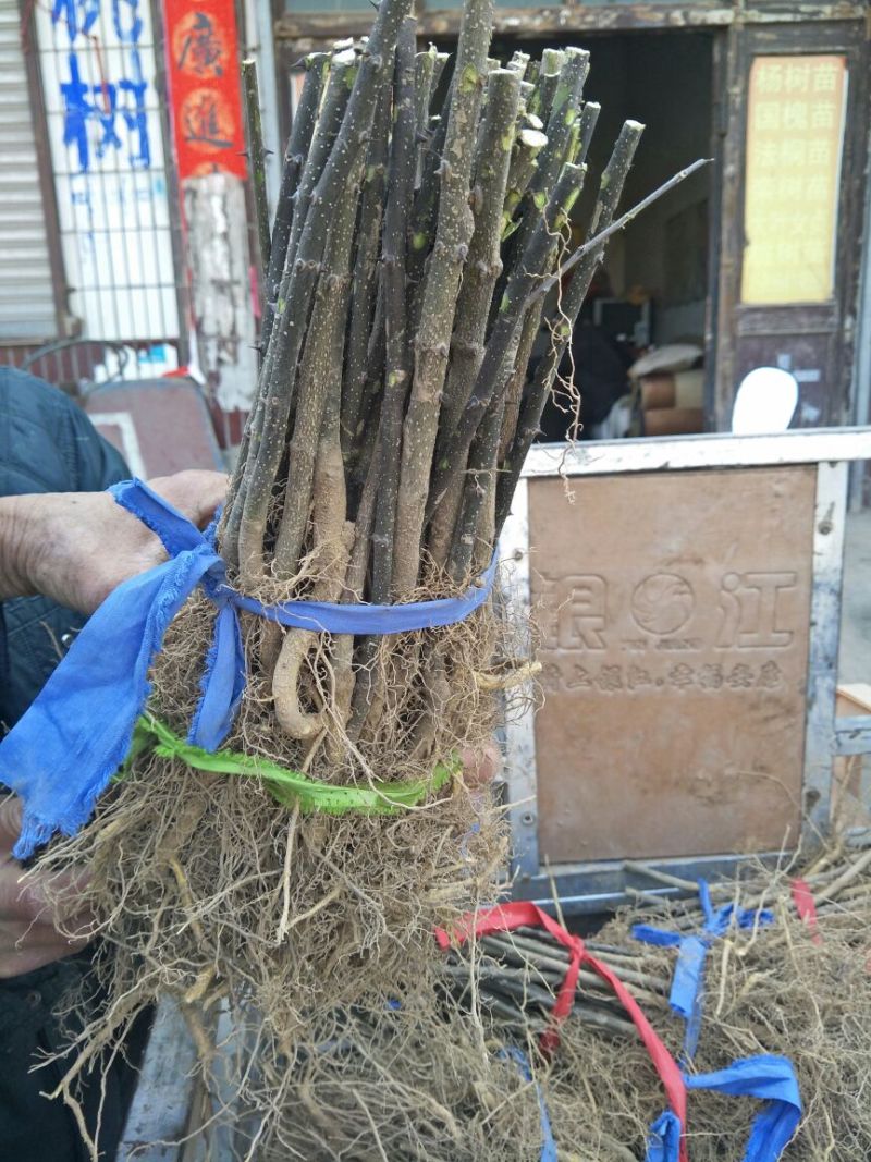 🔥大红袍花椒苗🔥量大从优产地直销！