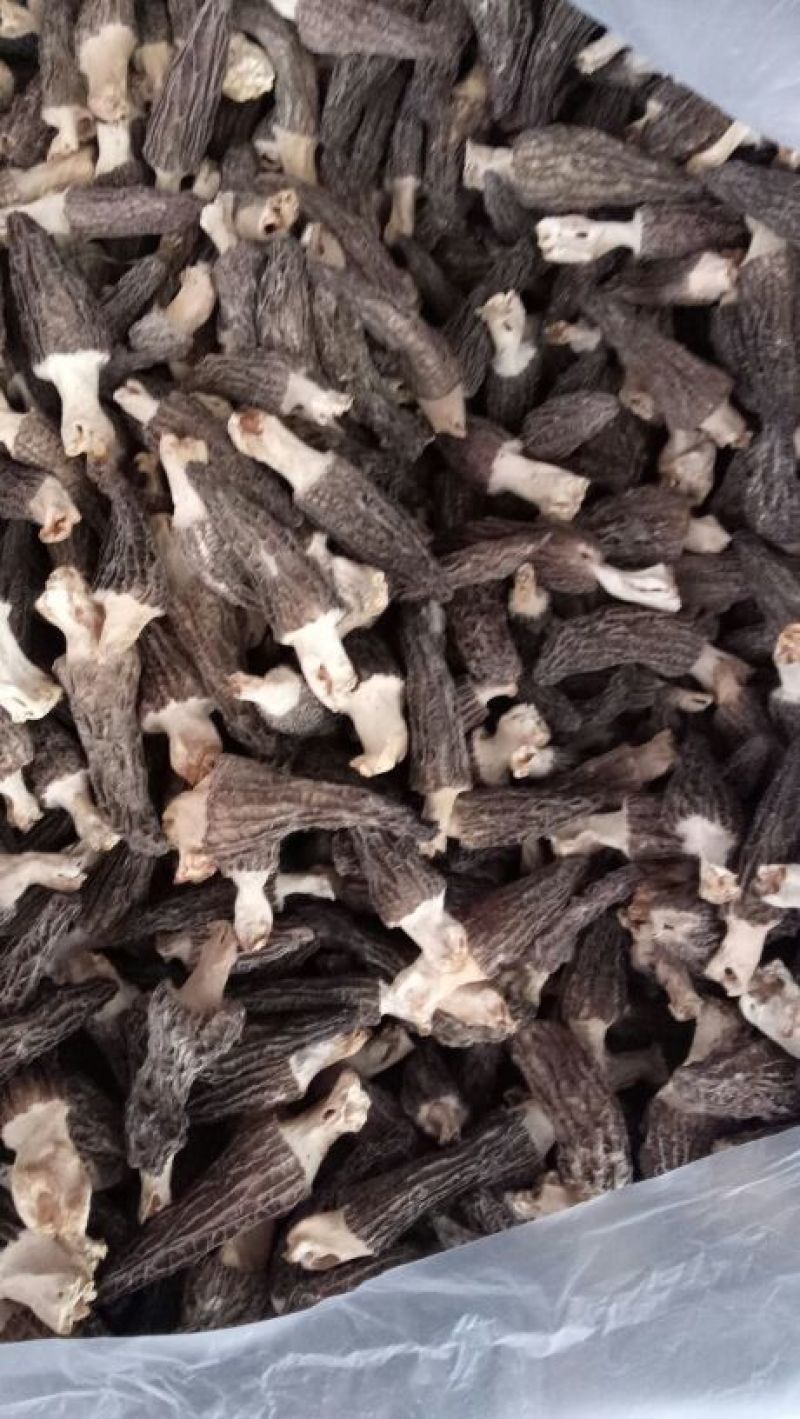 羊肚菌特级