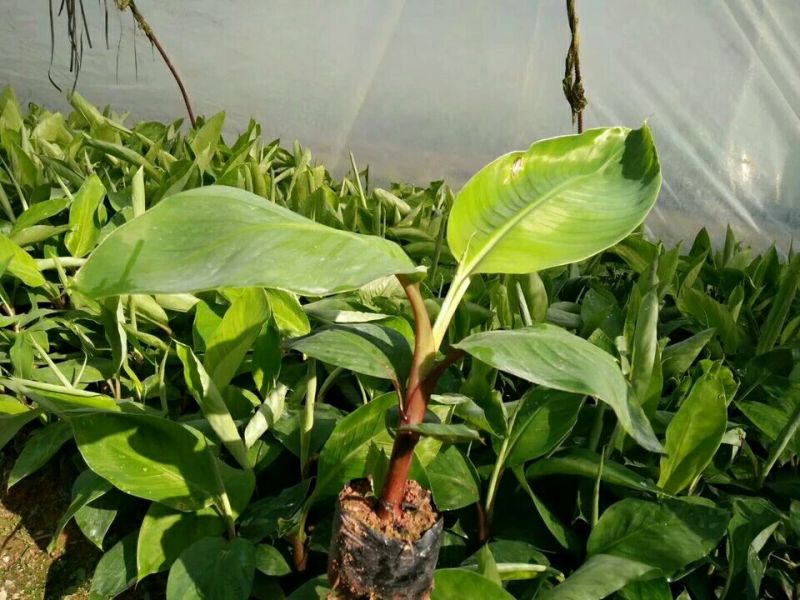 红香蕉苗根须发达可带营养杯发货量大从优