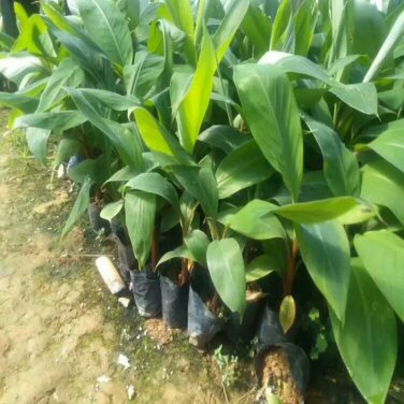 红香蕉苗根须发达可带营养杯发货量大从优