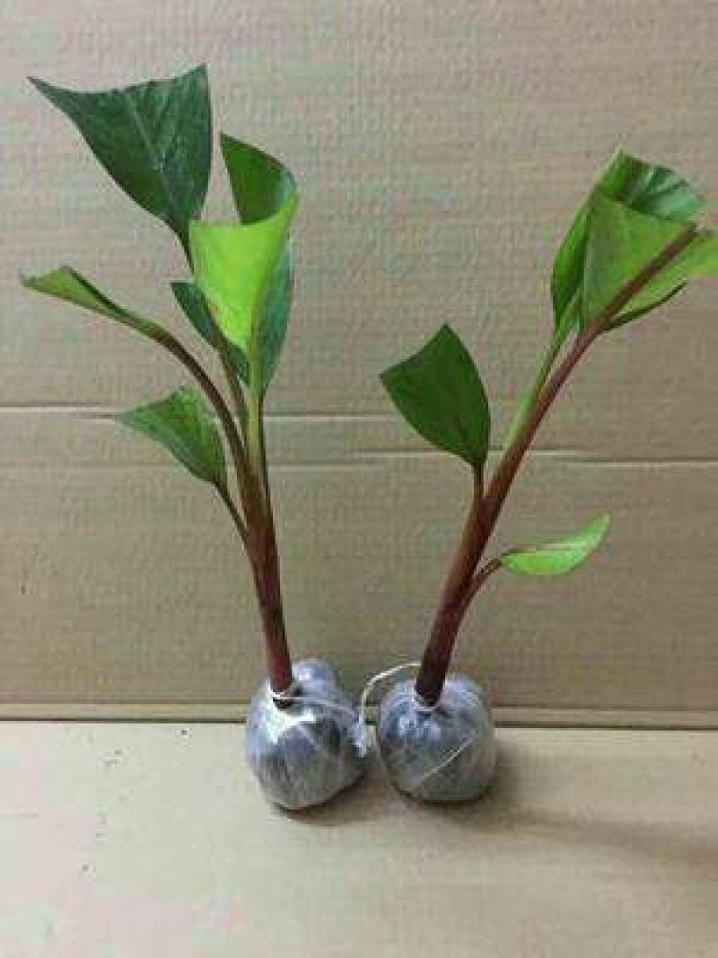 红香蕉苗根须发达可带营养杯发货量大从优