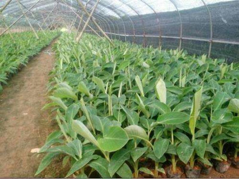 红香蕉苗根须发达可带营养杯发货量大从优