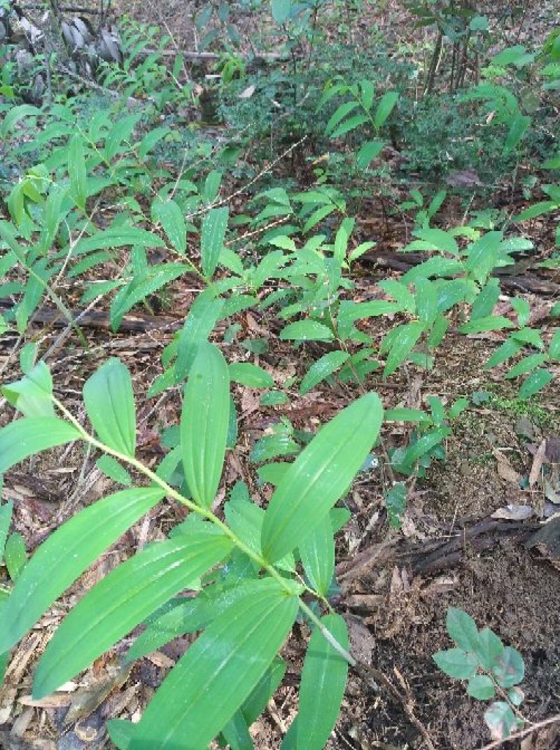 黄精种苗姜形多花黄精苗，鸡头黄精苗，一年苗，二年苗，三年