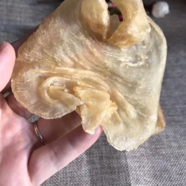 花胶赤嘴鳘鱼胶