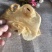 花胶赤嘴鳘鱼胶