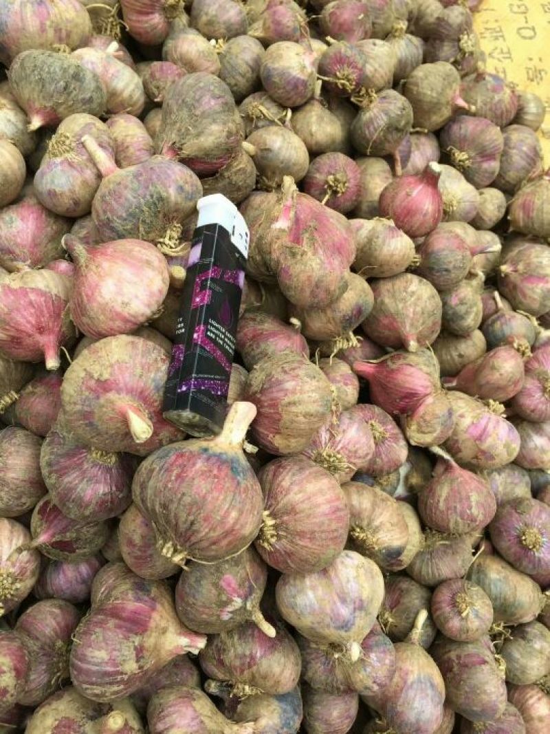 红蒜混级统货鲜蒜