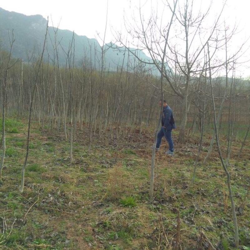 核桃苗2~3年150~200cm