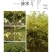 核桃苗2~3年150~200cm
