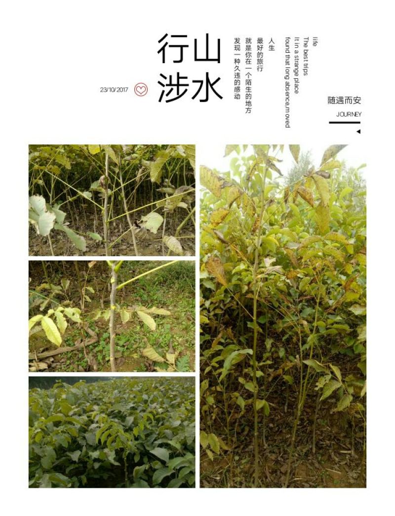 核桃苗2~3年150~200cm