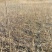 核桃苗2~3年150~200cm